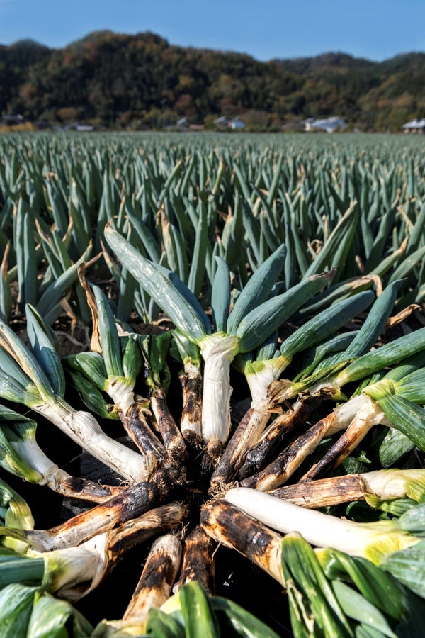 【八千代台・花見川団地発】下仁田ねぎ収穫体験&富岡製糸場 こんにゃくパークでお買い物<コースNo.24-1068-C>(京成トラベルサービス)1
